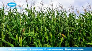 Sekitar 57% produksi jagung di indonesia dihasilkan oleh pertanaman jagung pada mh, 24%. Cara Pemupukan Jagung Yang Tepat Untuk Hasil Panen Optimal Dan Melimpah Www Hextarfertilizerindonesia Com