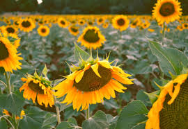 We did not find results for: 13 Spectacular Sunflower Fields In Long Island I Boutique Adventurer
