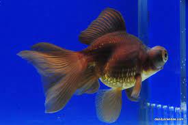 These fish are in group 2 of the three groups of goldfish. Purple Butterfly Telescope Dandyorandas Com Purple Butterfly Comet Goldfish Goldfish