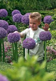 Choose an option 1 2 3 4 mix. Giant Allium Allium Gladiator From Netherland Bulb