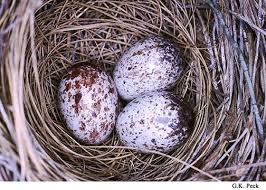 Garden Bird Birds And Their Eggs Pictures Nocae Jpg 504 360 Bird Eggs Cardinal Birds Backyard Birds