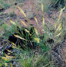 Image result for Hebenstretia angolensis