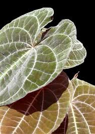 Image result for Dioscorea minutiflora