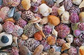 All sanibel island hotels sanibel island hotel deals last minute hotels in sanibel island by hotel type. Sanibel Island Hotels Resort Voted Best Hotel On Sanibel Island