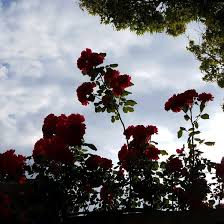Fondo De Pantalla Love Flowers Winter Flowers Aesthetic Pictures