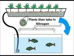 Aquaponics is a revolutionary system for growing plants by fertilizing them with the waste water from fish in a sustaina. How Does Aquaponics Work Step By Step Aquaponic