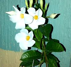 La ingestión causa náuseas, vómitos y sequedad. Copa De Oro Blanca Flores Arreglos Florales Plantas