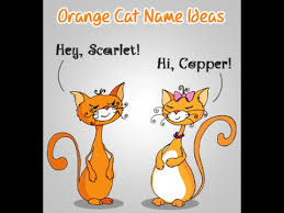 Male and female orange tabby cat name ideas. Awesome Male And Female Orange Cat Names For Your Gorgeous Pet Youtube