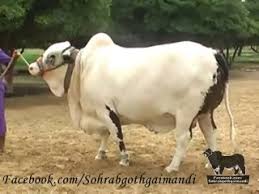 Bakra eid 2013,camel qurbani,eid al adha mubarak,cow. Bakra Mandi Pakistan Cow Mandi 2016 Qurbani 2016