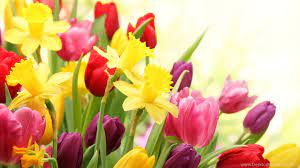 Wallpaper Collection 37 Best Free Hd Spring Desktop Wallpaper Background To Dow Spring Flowers Wallpaper Spring Desktop Wallpaper Pictures Of Spring Flowers