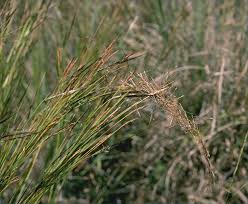 Image result for Heteropogon melanocarpus