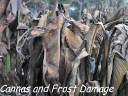 If your winter is cold enough to freeze the ground then you need to bring in your canna lilies over the winter. Cannas And Frost Damage To Plant Foliage Over Winter