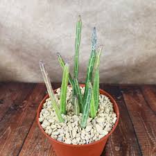 Image result for Senecio propior