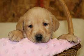 The puppies will be vet checked, first shots. Pin On Available British Lab Puppies For Sale Check Us Out At Rockspringslab Com