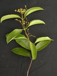 Image result for Hippocratea