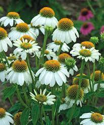 Cottage farms topsy turvy echeveria ships 4/20/ 20. Cottage Farms Direct Live Pow Wow White Coneflower Echinacea Plant Set Of Two Best Price And Reviews Zulily