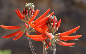Image result for Erythrina × coddii