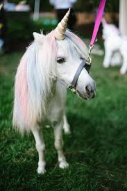 A Unicorn Petting Station Made This Couple S Wedding Reception Unforgettable Unicorn Pictures Real Unicorn Cute Unicorn