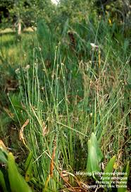 Image result for Xyris anceps