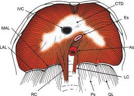 Identify the right middle and lower lobe bronchi. Diagram Inferior View Shows The Diaphragm And The Insertions Of The Download Scientific Diagram