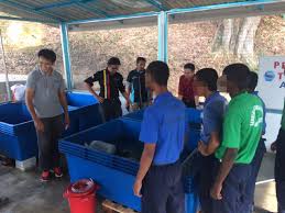 Koleksi udang galah hidup beserta dengan beberapa ekor ikan misteri di dalam kolam/holding tank milik bapa aku. Pelajar Tunas Bakti Hasilkan Benih Udang