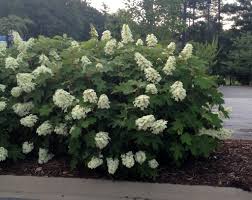 Plant the limelight hydrangea 7 to 8 feet apart, center on center, in mass plantings. Hydrangea Quercifolia Oak Leaf Hydrangea Oakleaf Hydrangea North Carolina Extension Gardener Plant Toolbox