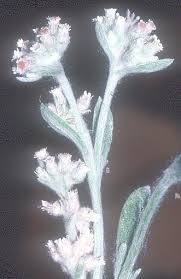 Image result for Vellereophyton dealbatum