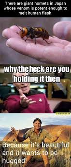 Funny Venomous Wasps Meme Funny Pictures Bones Funny Jokes