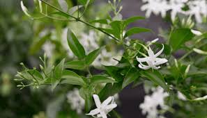 Image result for Jasminum stenolobum