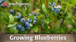 This will provide containment for the high acid soil the blueberry plants need. Planting Blueberries Growing Blueberries Youtube