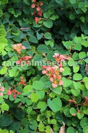 Image result for Bauhinia galpinii