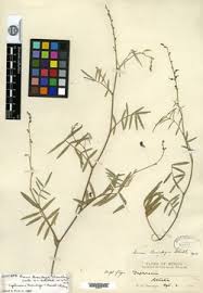 Image result for Tephrosia argyrolampra