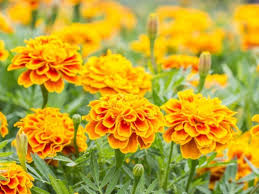 14 Mosquito Repellent Plants That You Can Add To Your Garden Enthusiasthome In 2021 Mosquito Repelling Plants Growing Marigolds Plants