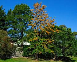 Check spelling or type a new query. Grevillea Robusta Gardensonline