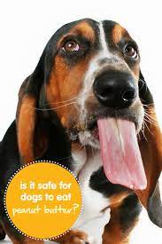 Is It Safe For Dogs To Eat Peanut Butter Can Dogs Eat Peanut Butter Peanut Butter For Dogs