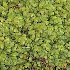 Image result for Salvinia hastata