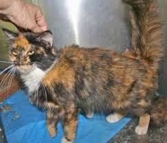 Pin On Rescue Cats