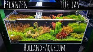 In dieser folge zeigen wir euch mal wieder etwas über das hollandaquarium. Pflanzen Fur Das Hollandaquarium Dutch Style Teil 4 Youtube