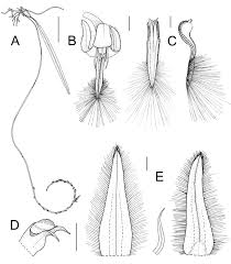 Image result for Tridactyle stevartiana