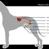 If metastasis is suspected or confirmed. 1