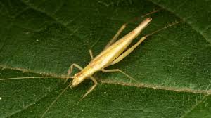 Delhivery's aim is to build the operating system for commerce in india. Sex Without Getting Caught Interactions Between Tree Crickets And Their Predators Research Matters