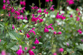 Image result for Lamiaceae