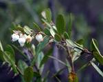 Chamaedaphne calyculata