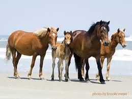 Specifically, the modern outer banks wild horses may have descended from breeds that arrived with the expeditions of lucas vasquez de allyon (who part of the fund's goal is to educate visitors about the wild horses. Currituck Outer Banks Blog The Corolla Wild Horses 12 Things You May Not Know