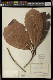 Image result for Uapaca guineensis