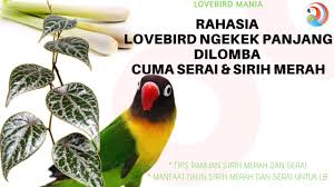 Yuk simak ulasan berikut dengan seksama! Racikan Rahasia Lovebird Konslet Adalah Sari Serai Dan Sirih Merah Youtube