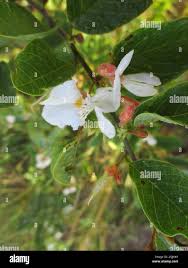 Image result for Baphia massaiensis