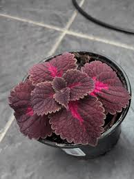 Image result for Coleus rhodesianum
