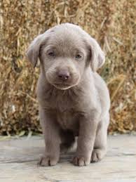 Champagne labs are a color variation that has been very popular among buyers of labrador retrievers in the last decade. Akc Lab Puppies Silver Champagne Charcoal Nex Tech Classifieds