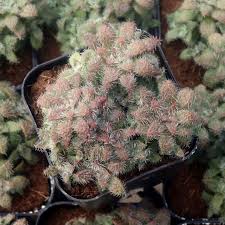 Image result for Triumfetta setulosa